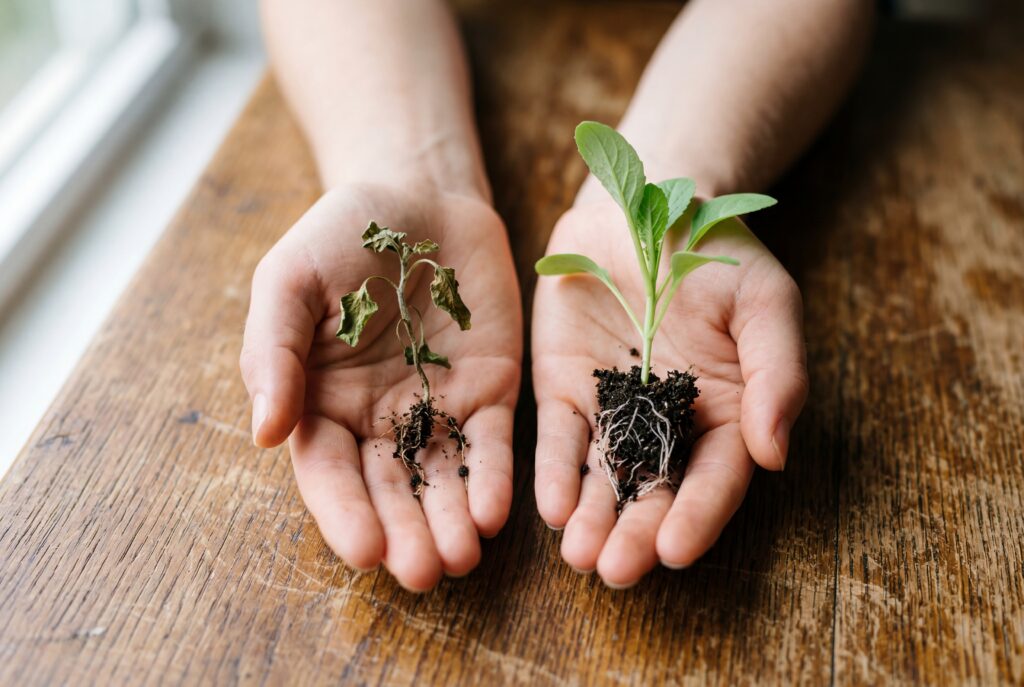Two hands holding a withered seedling and a healthy one side by side on a warm wood surface in natural light.