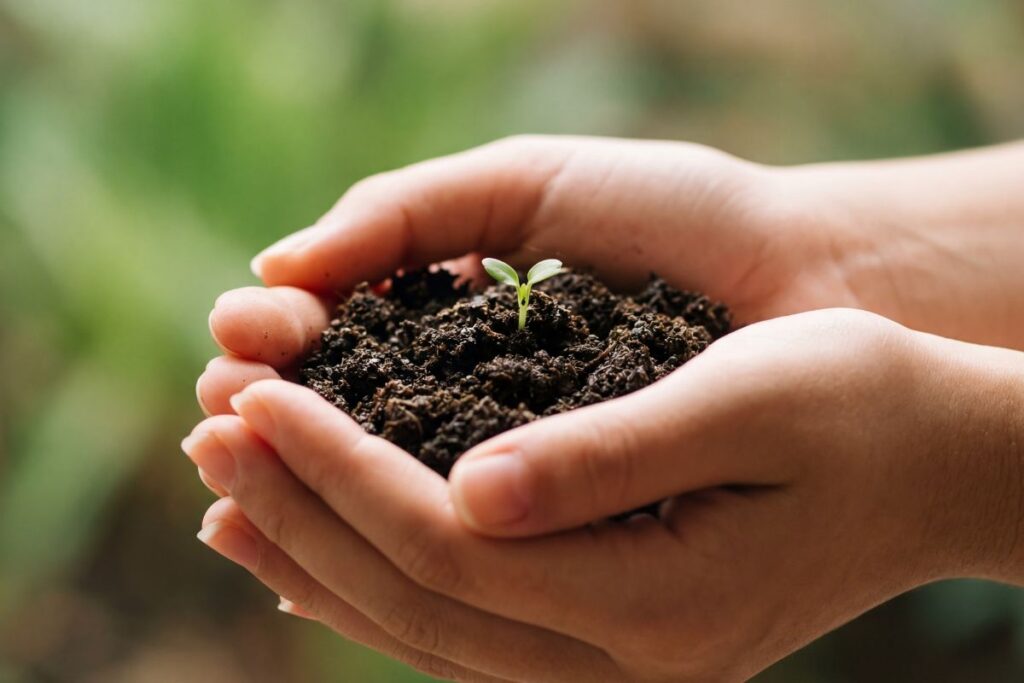 holding dirt with a sprouting seed