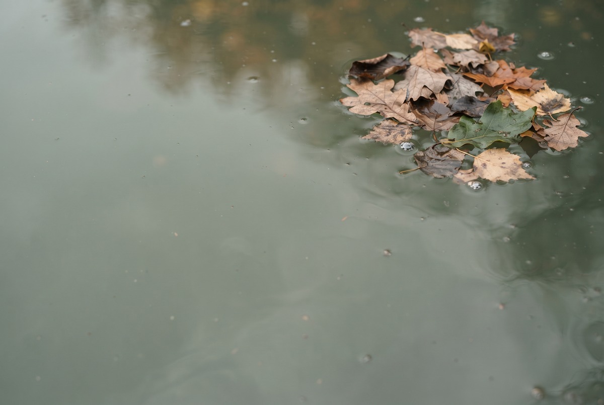 A still surface of sage-green water seen from above, with a few dried autumn leaves drifting together into one corner.
