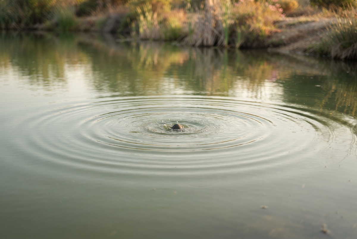 Concentric ripples spreading across still green water from a single dropped pebble, catching soft golden light.